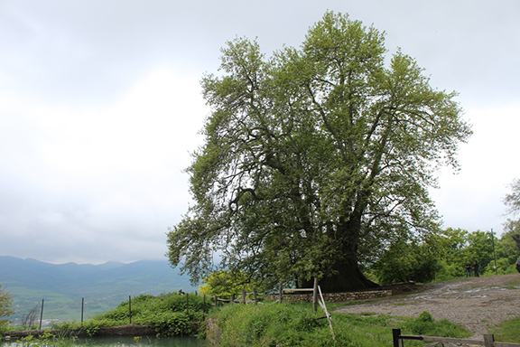 Tnjri (Plane tree) near Skhtorashen village)