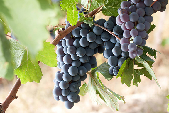 Areni Noir Grapes