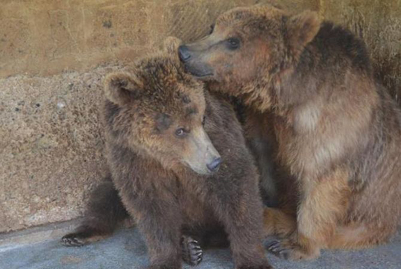 Bears Misha and Masha (Source: Armenpress) 