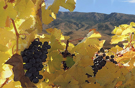 The grapes of Vayots Dzor